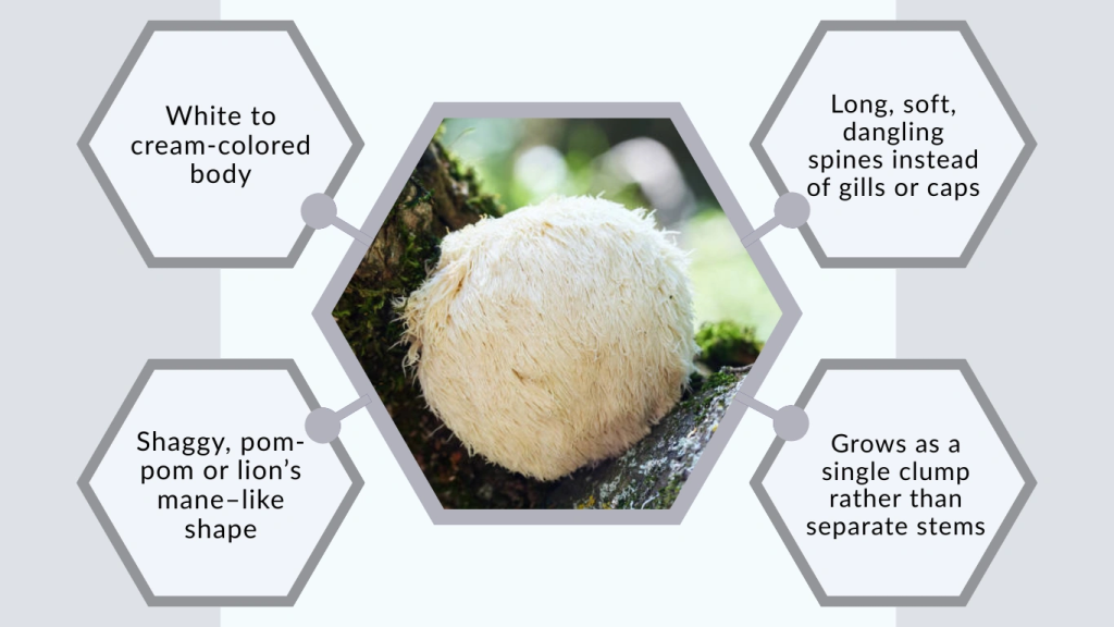 Identification of Lion’s Mane Mushroom