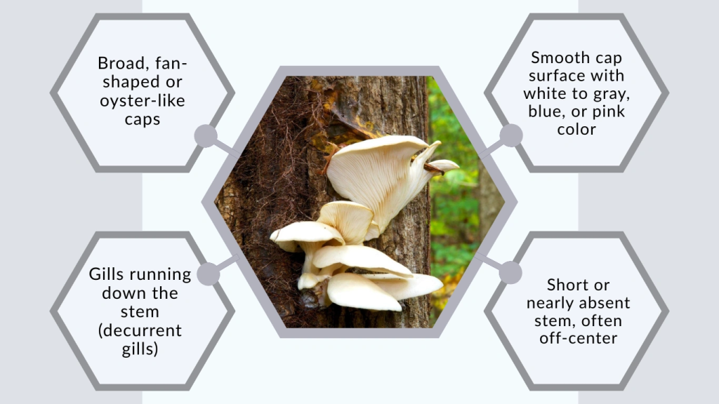 Identification of Oyster Mushrooms