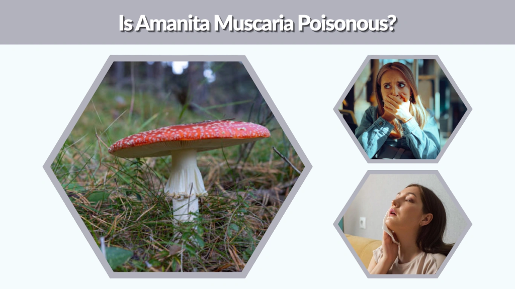 Is Amanita Muscaria Poisonous