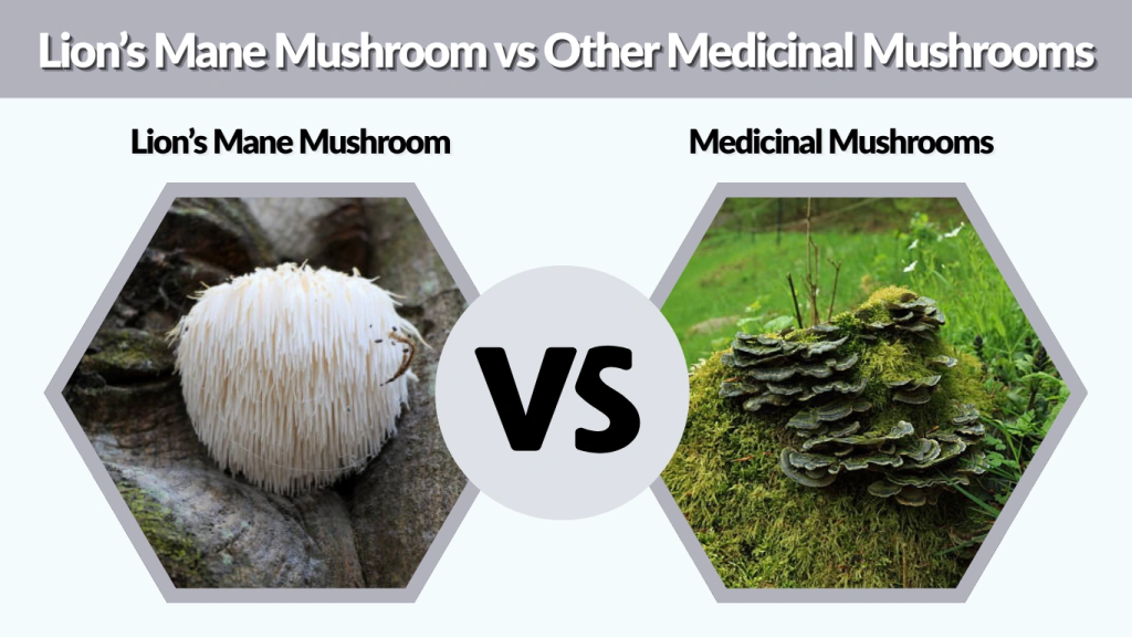 Lion’s Mane Mushroom vs Other Medicinal Mushrooms