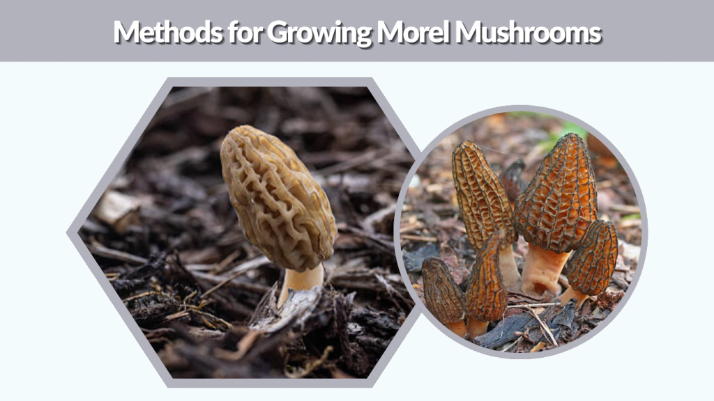 Methods for Growing Morel Mushrooms