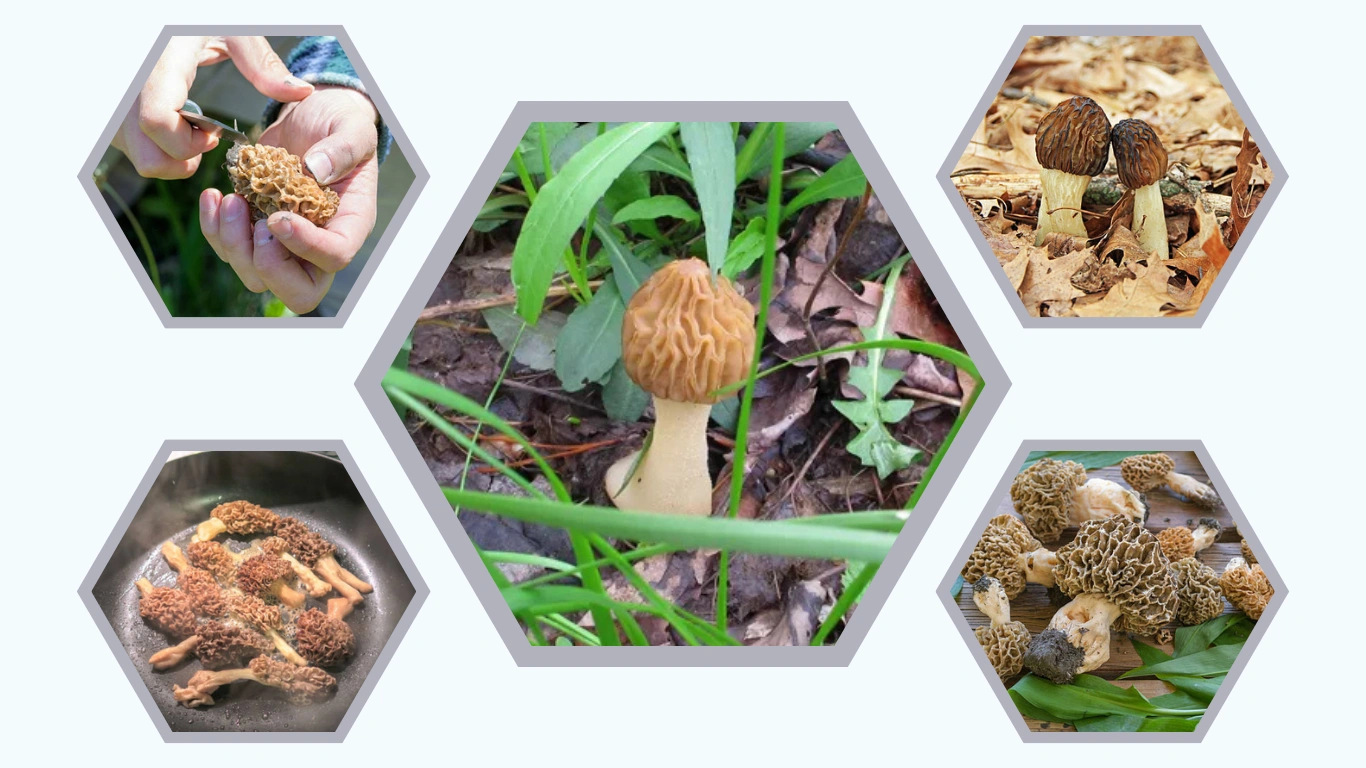 Morel Mushrooms Complete Guide, Identification, Season & Uses