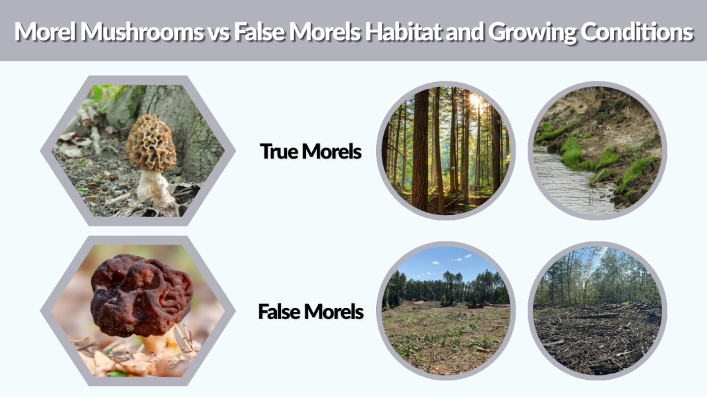Morel Mushrooms vs False Morels Habitat and Growing Conditions