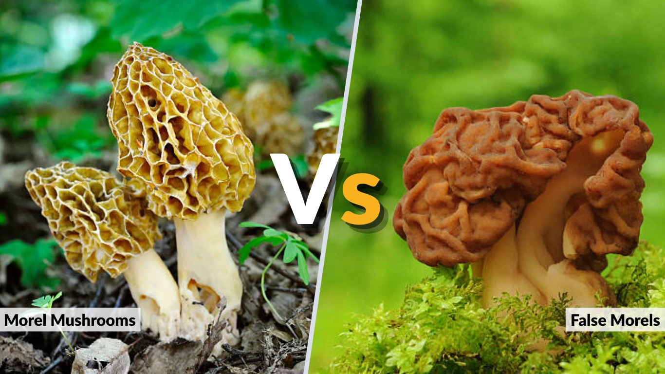 Morel Mushrooms vs False Morels How to Tell the Difference