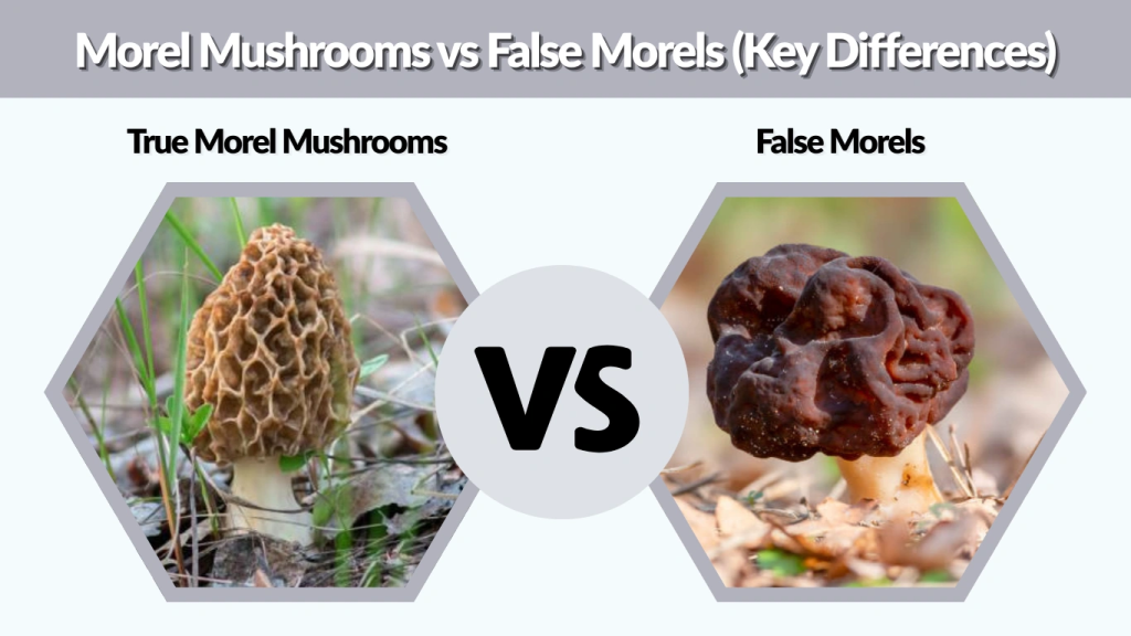Morel Mushrooms vs False Morels (Key Differences)