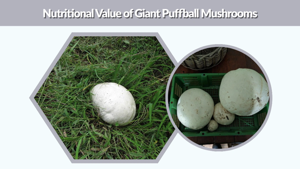 Nutritional Value of Giant Puffball Mushrooms