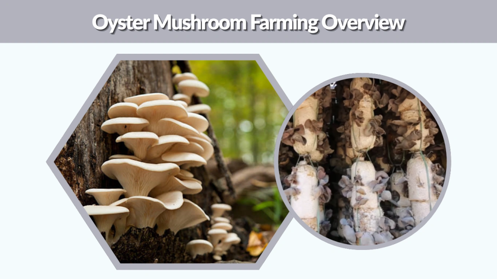 Oyster Mushroom Farming Overview