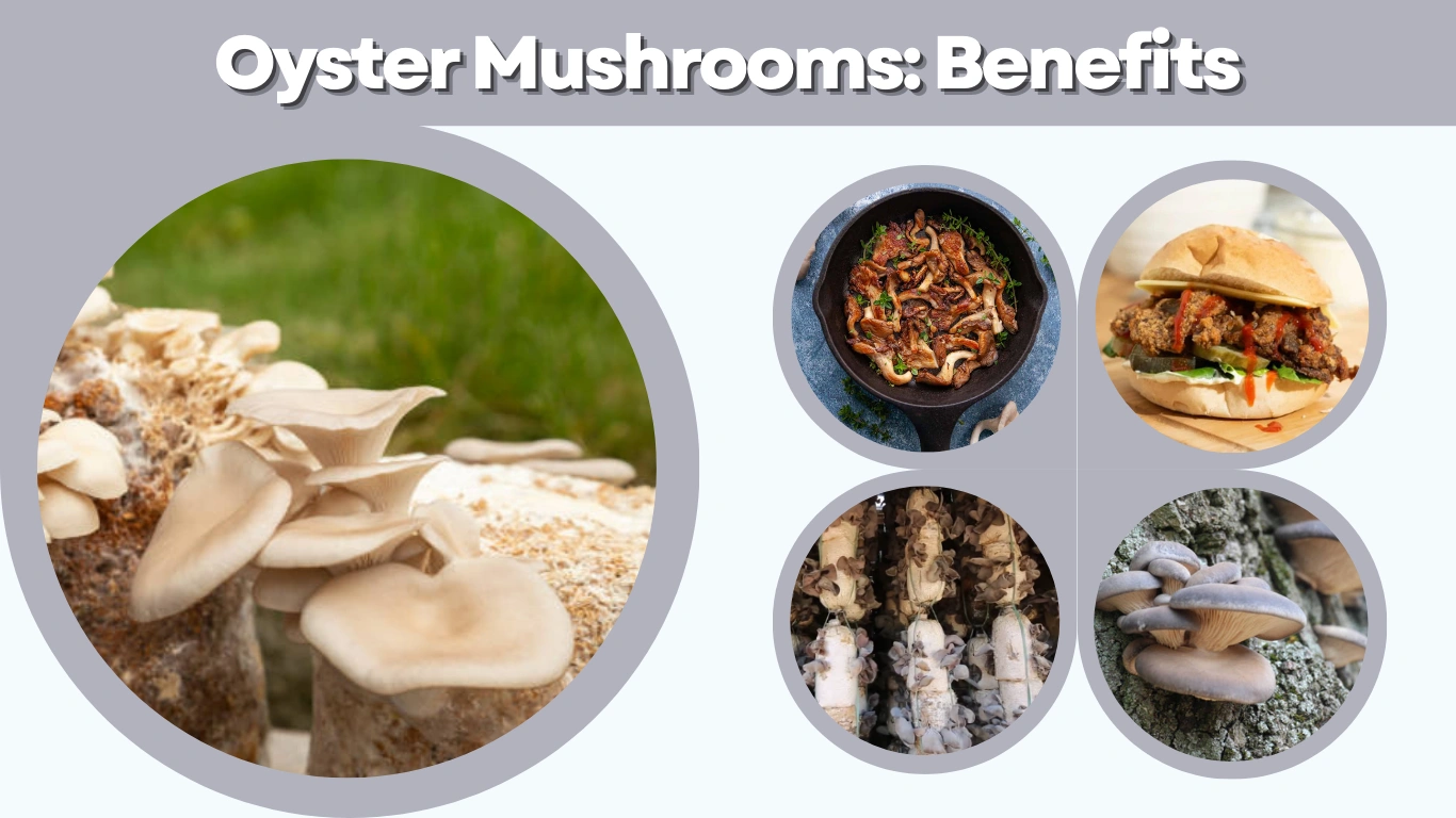 Oyster Mushrooms Benefits, Types, Uses, and Growing Guide