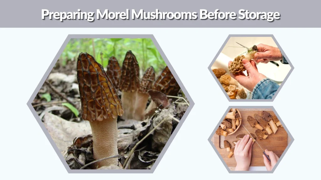 Preparing Morel Mushrooms Before Storage