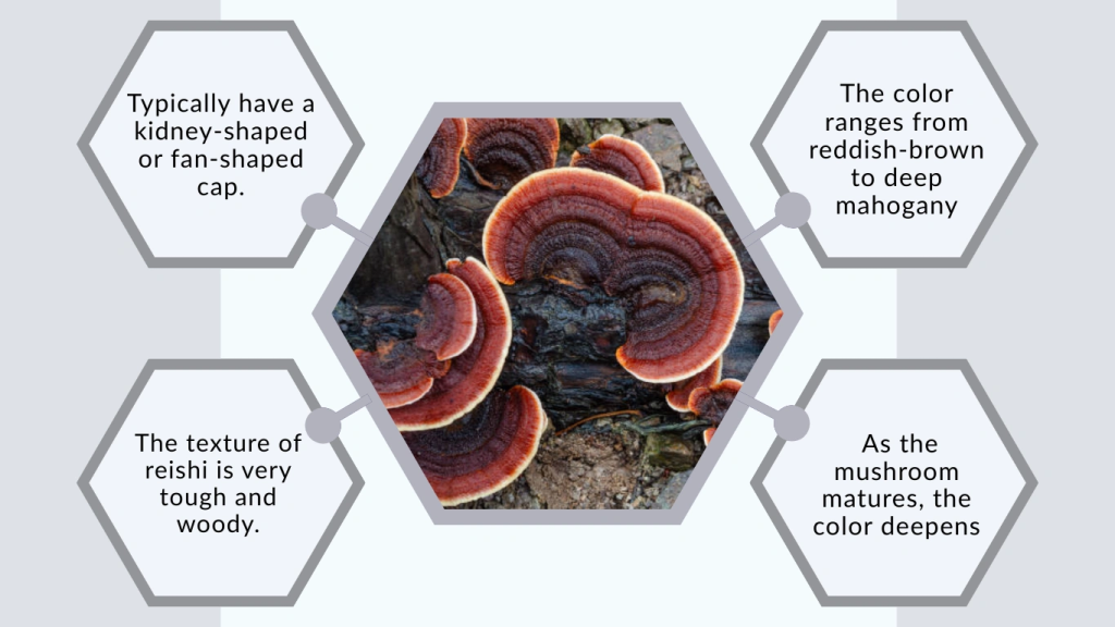 Reishi Mushroom Identification