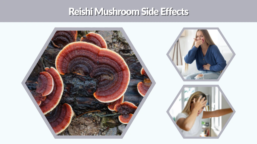Reishi Mushroom Side Effects