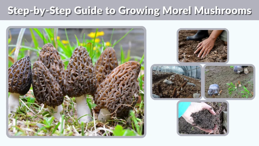 Step-by-Step Guide to Growing Morel Mushrooms