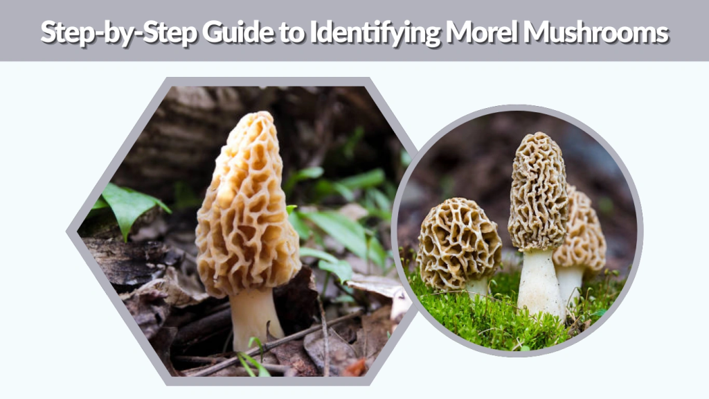 Step-by-Step Guide to Identifying Morel Mushrooms