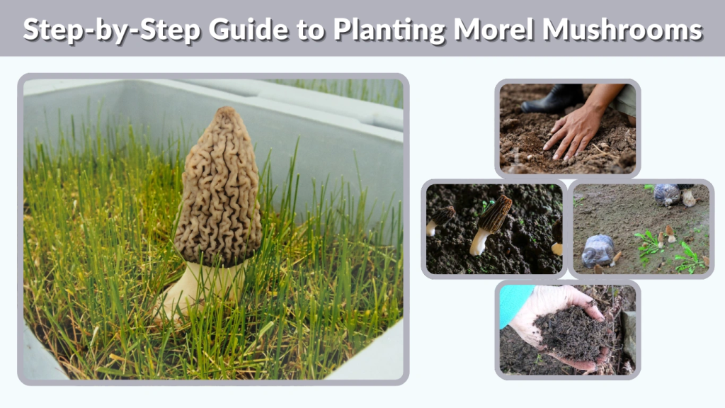 Step-by-Step Guide to Planting Morel Mushrooms