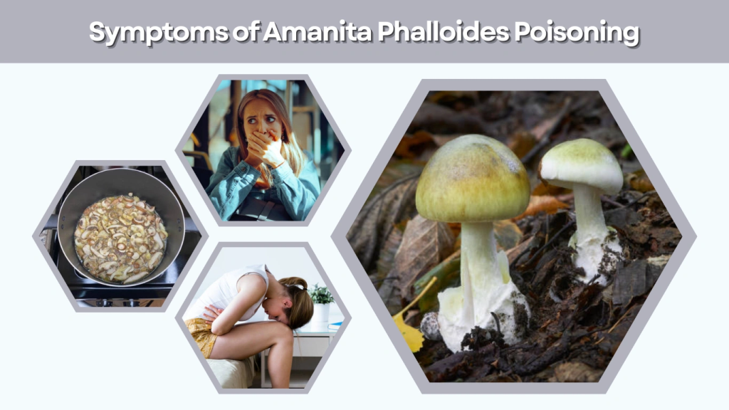 Symptoms of Amanita Phalloides Poisoning