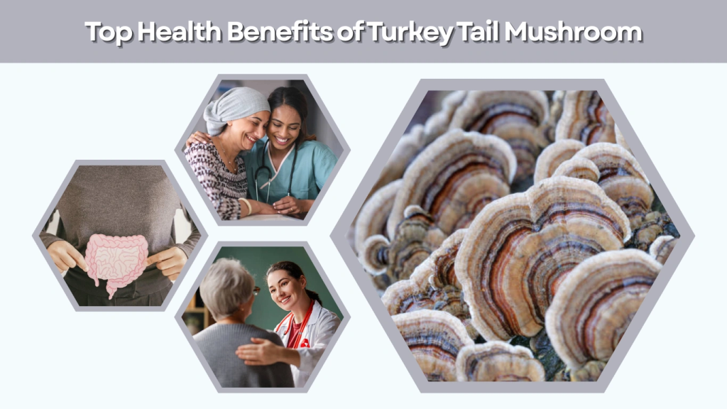 Top Health Benefits of Turkey Tail Mushroom
