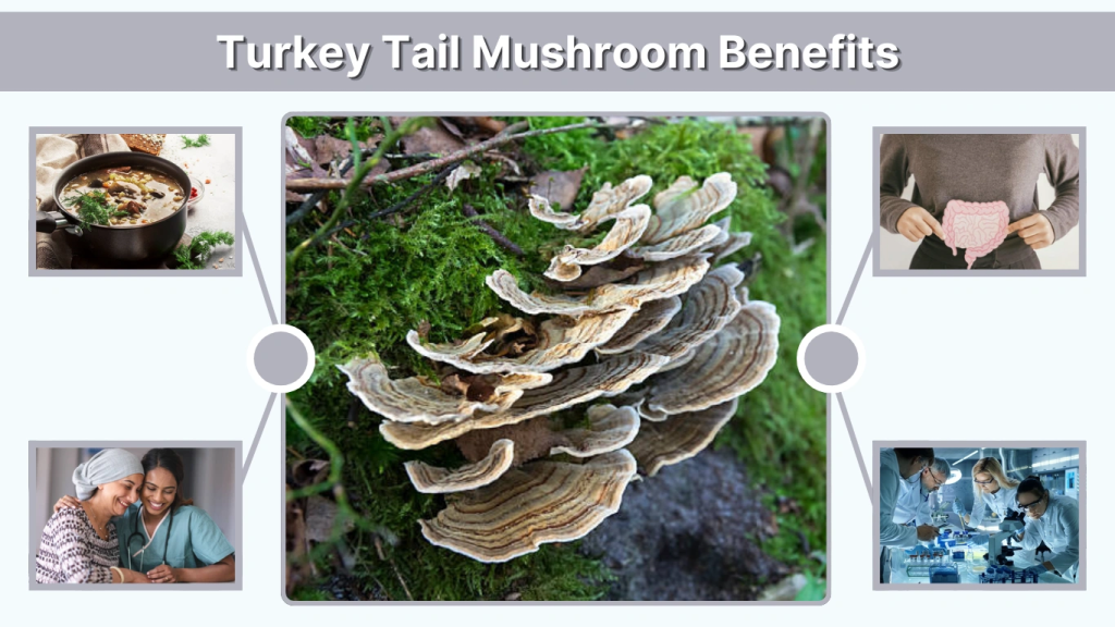 Turkey Tail Mushroom Benefits, Uses & Dosage Guide