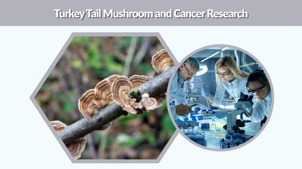Turkey Tail Mushroom and Cancer Research