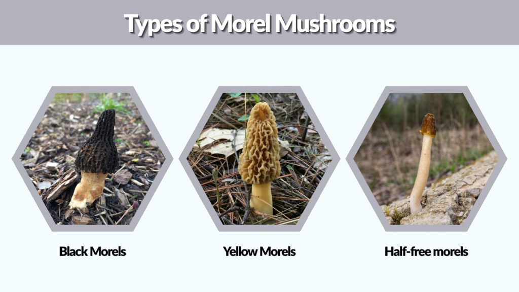 Types of Morel Mushrooms