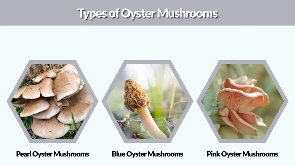 Types of Oyster Mushrooms