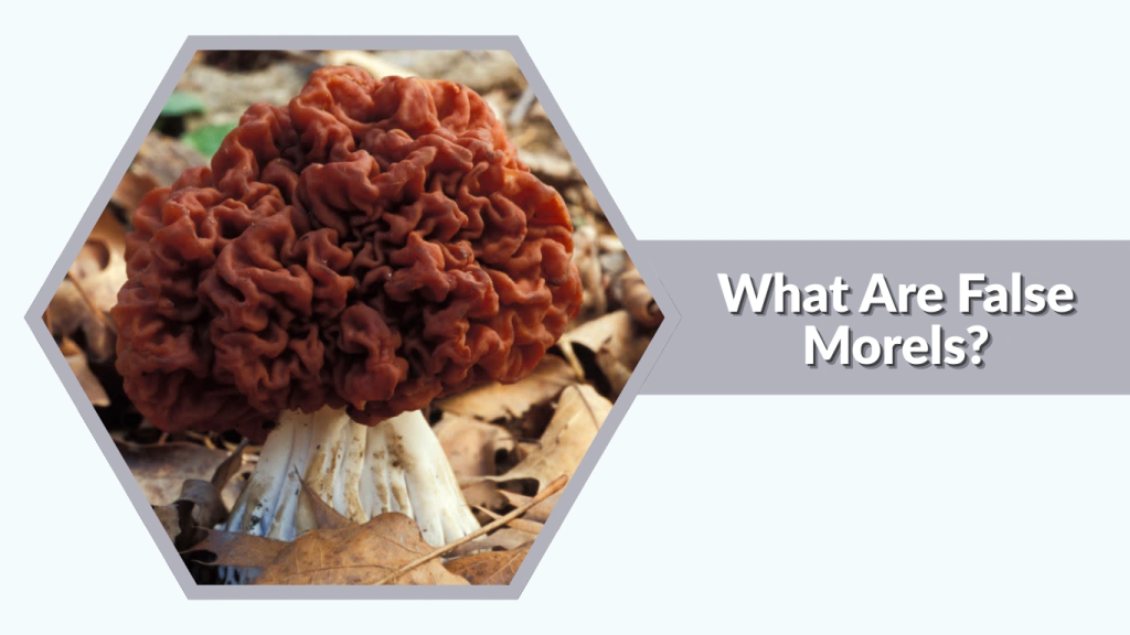 What Are False Morels