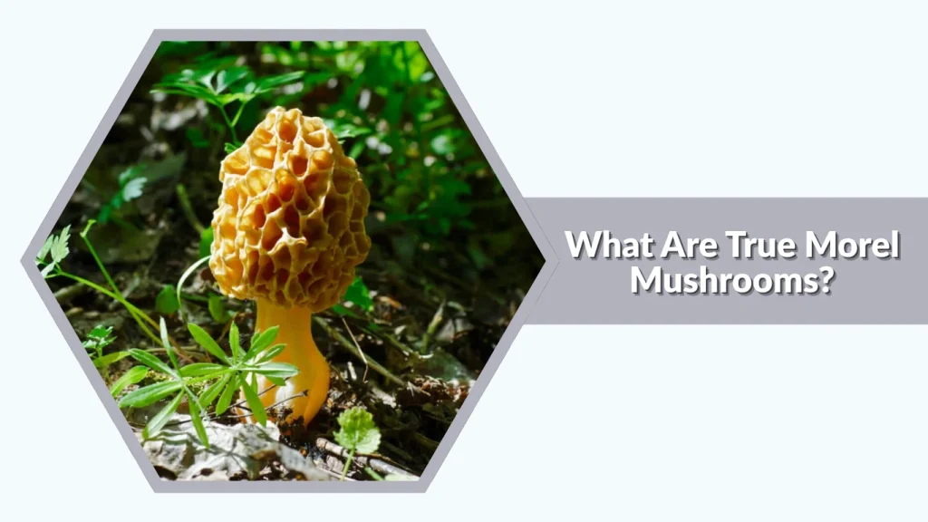 What Are True Morel Mushrooms