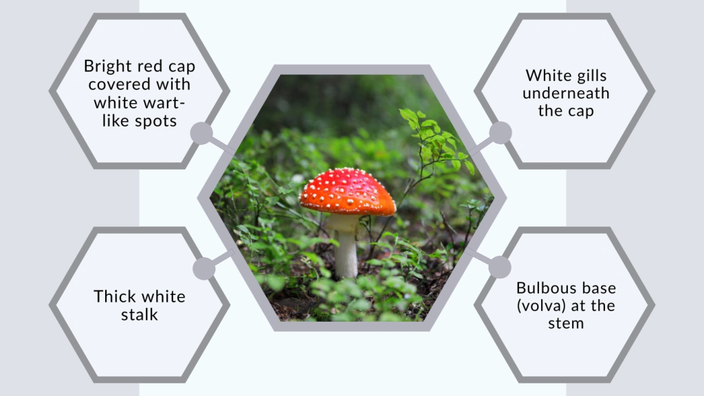 What Is Amanita Muscaria