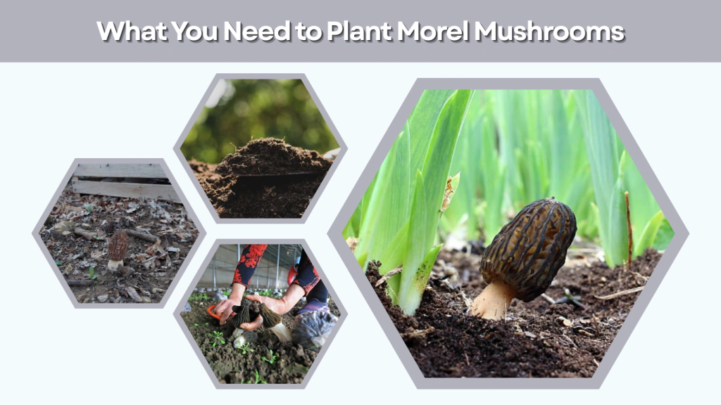 What You Need to Plant Morel Mushrooms