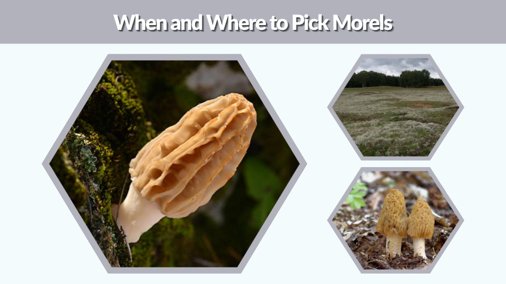 When and Where to Pick Morels