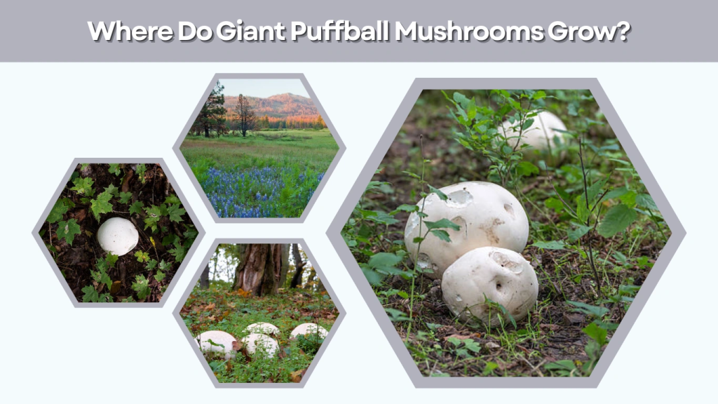 Where Do Giant Puffball Mushrooms Grow