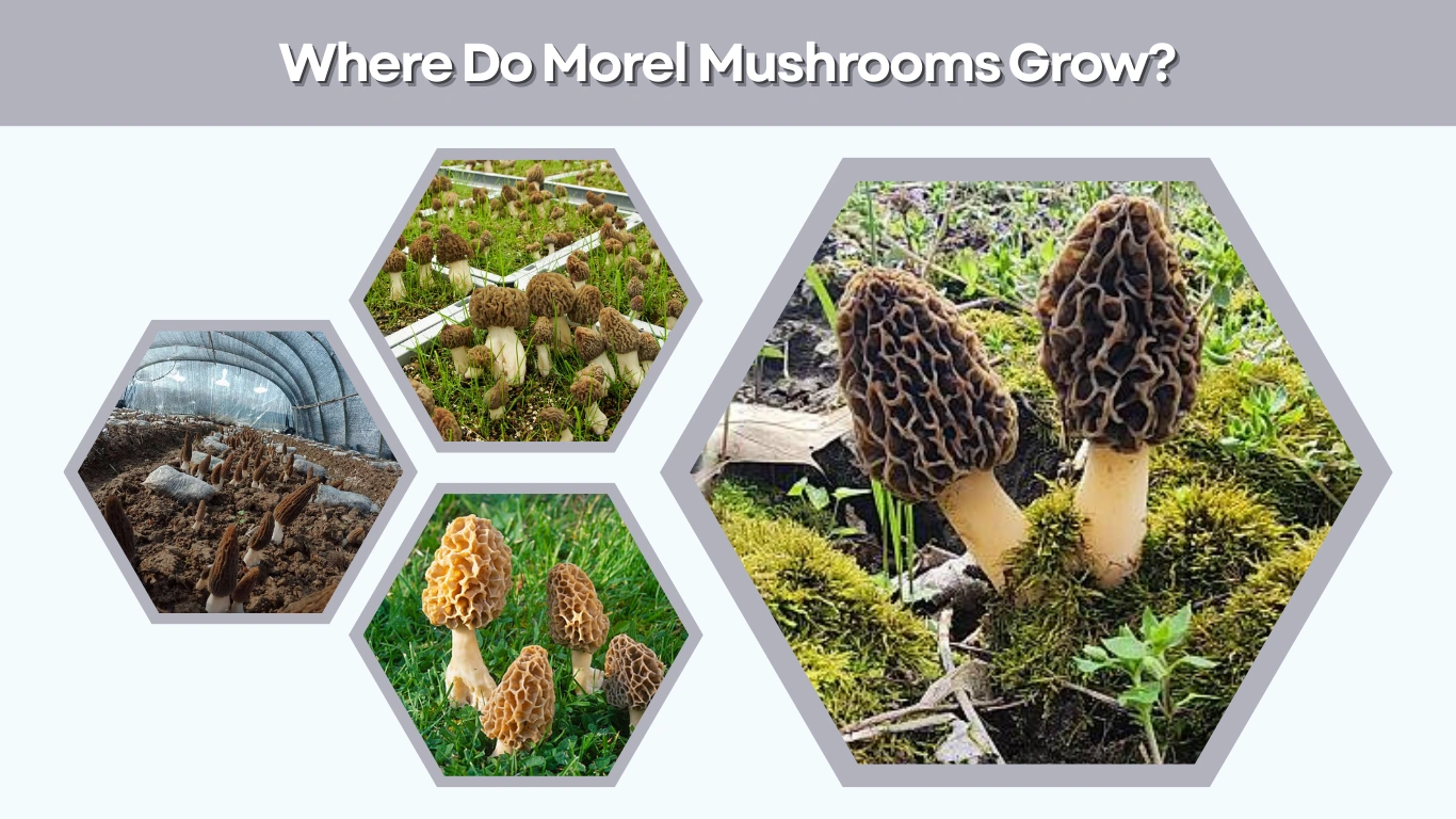 Where Do Morel Mushrooms Grow A Complete Habitat Guide