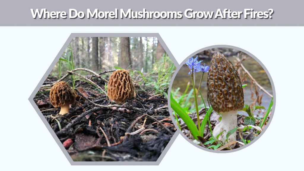 Where Do Morel Mushrooms Grow After Fires