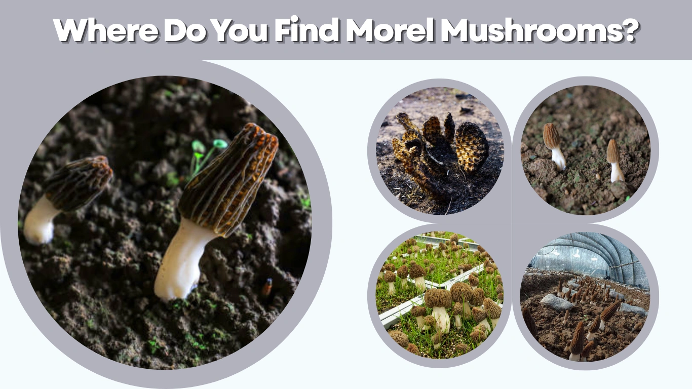 Where Do You Find Morel Mushrooms A Complete Guide