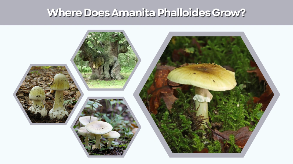 Where Does Amanita Phalloides Grow