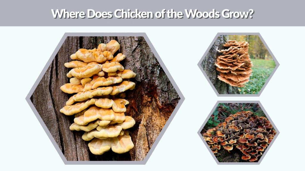 Where Does Chicken of the Woods Grow