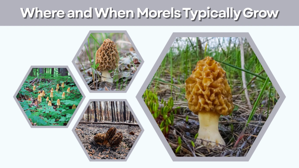 Where and When Morels Typically Grow