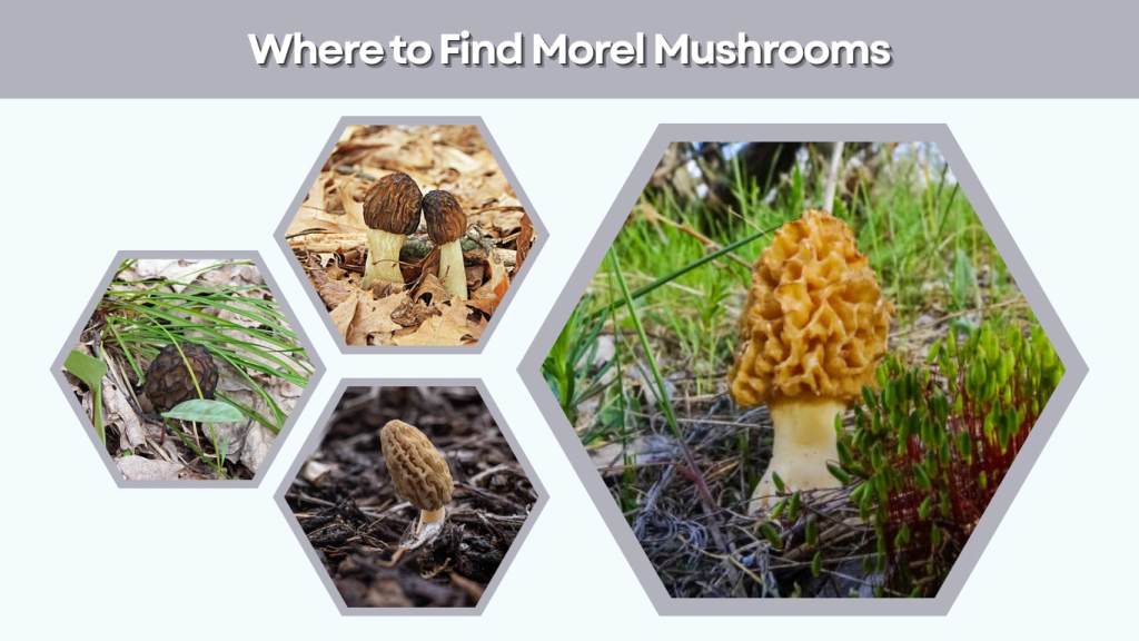 Where to Find Morel Mushrooms