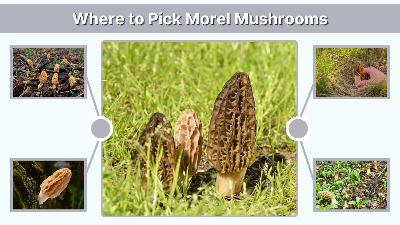 Where to Pick Morel Mushrooms: Best Places and Tips