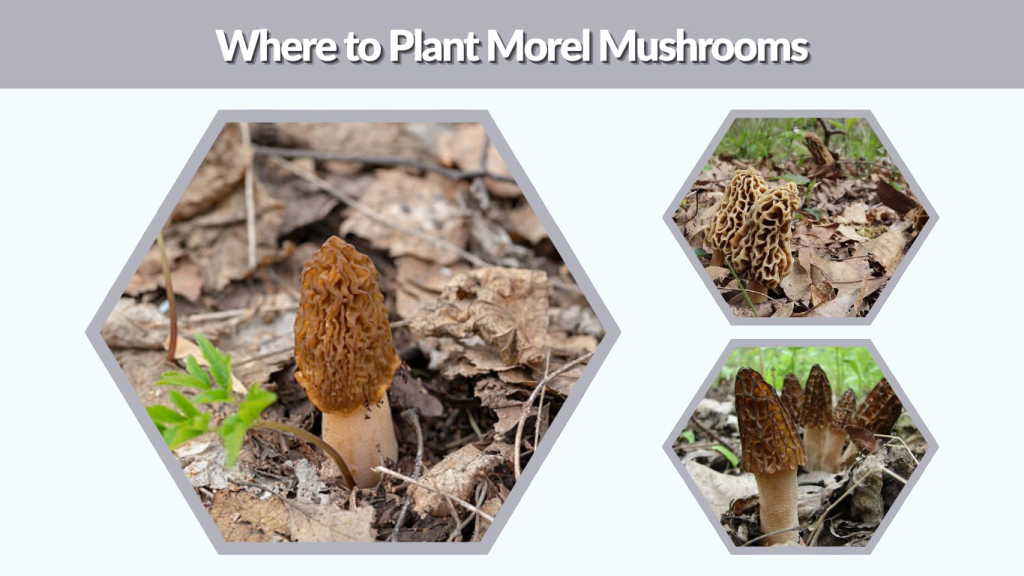 Where to Plant Morel Mushrooms