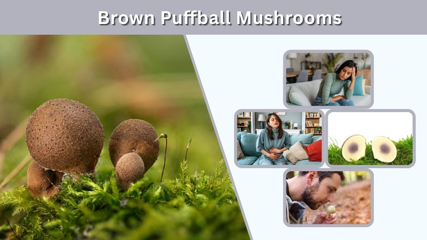 Brown Puffball Mushrooms: Id & Safety Guide