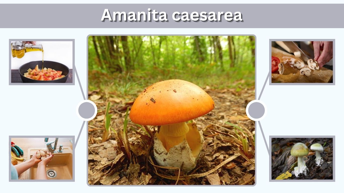 Amanita caesarea: Identification and Safety Guide