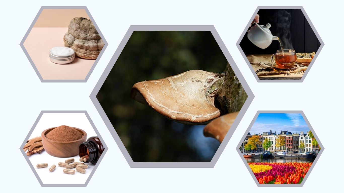 Birch Polypore: Benefits, Uses and Identification Guide