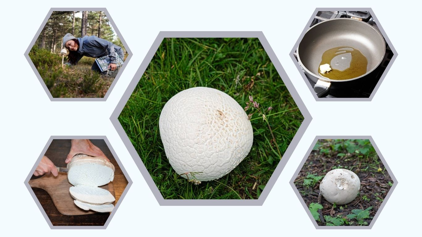 Giant Puffball Mushroom: Edible, Safe, and Uses Guide