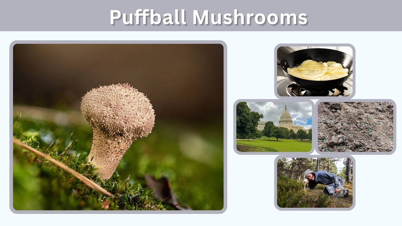 Puffball Mushrooms: Edibility, Safety, and Cooking Guide
