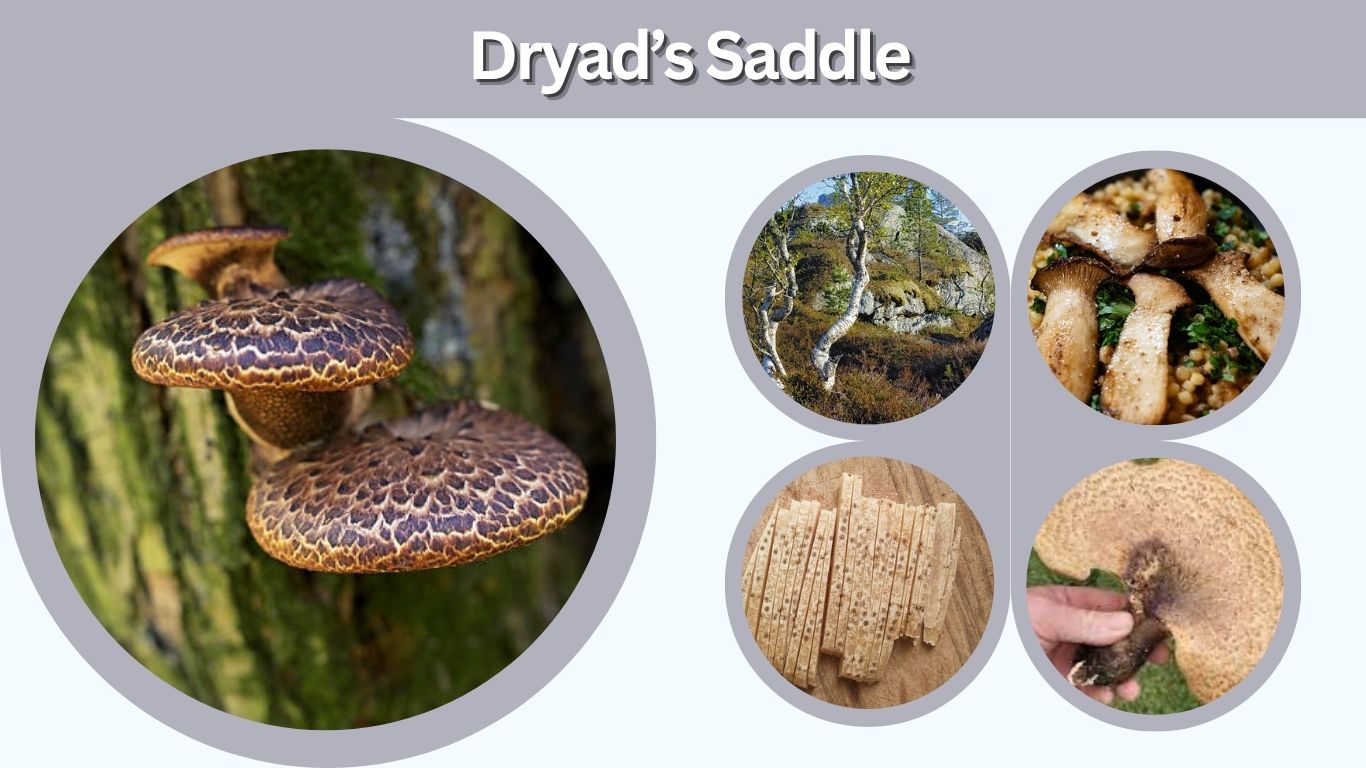 Dryad’s Saddle: Identification, Benefits and Safety Tips