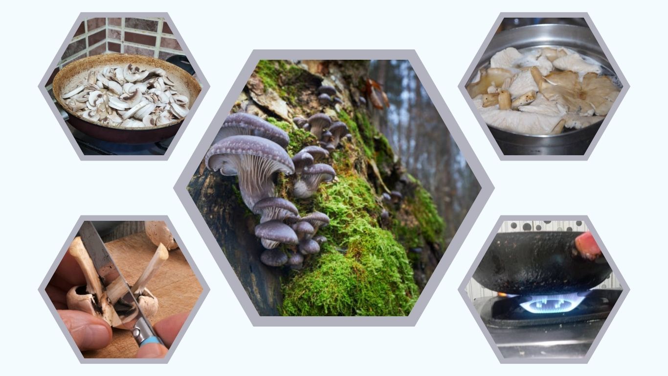 How to Prepare Oyster Mushrooms (Step-by-Step Guide)