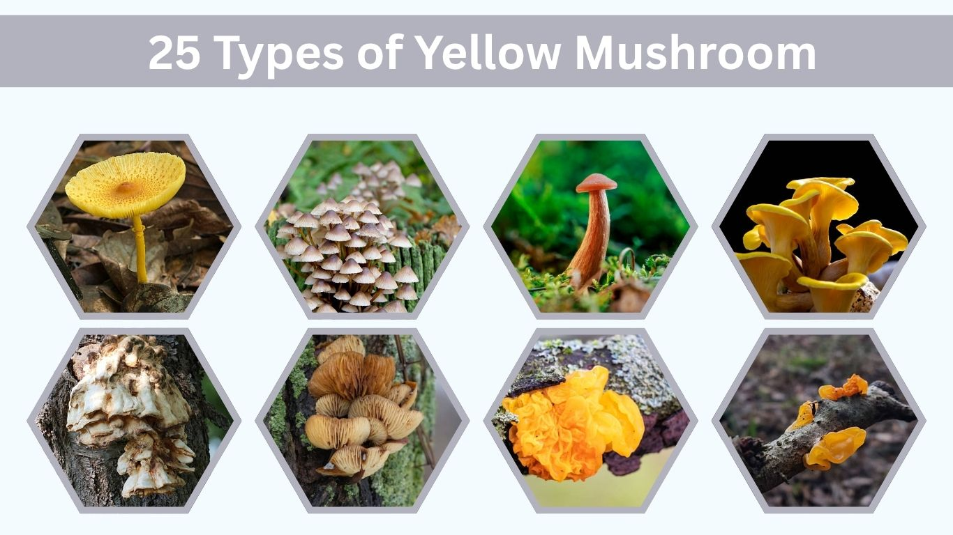 25 Types of Yellow Mushroom: Different Species Id & Pictures