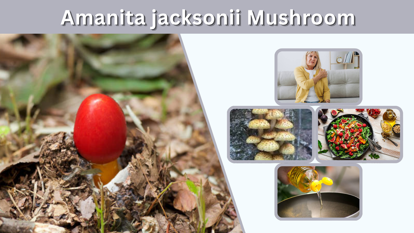Amanita jacksonii Mushroom: Safe or Dangerous?