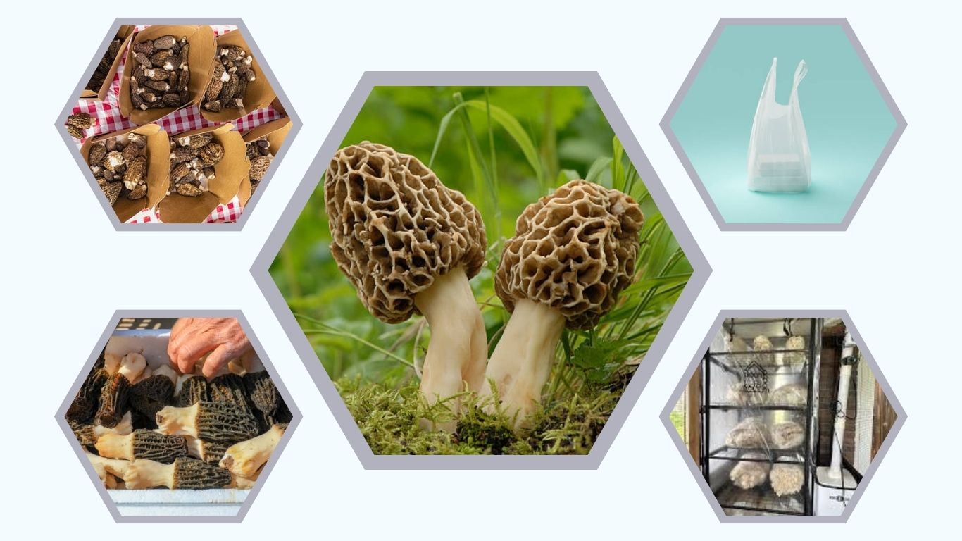 How to Store Morel Mushrooms (Fresh, Dried & Long-Term)