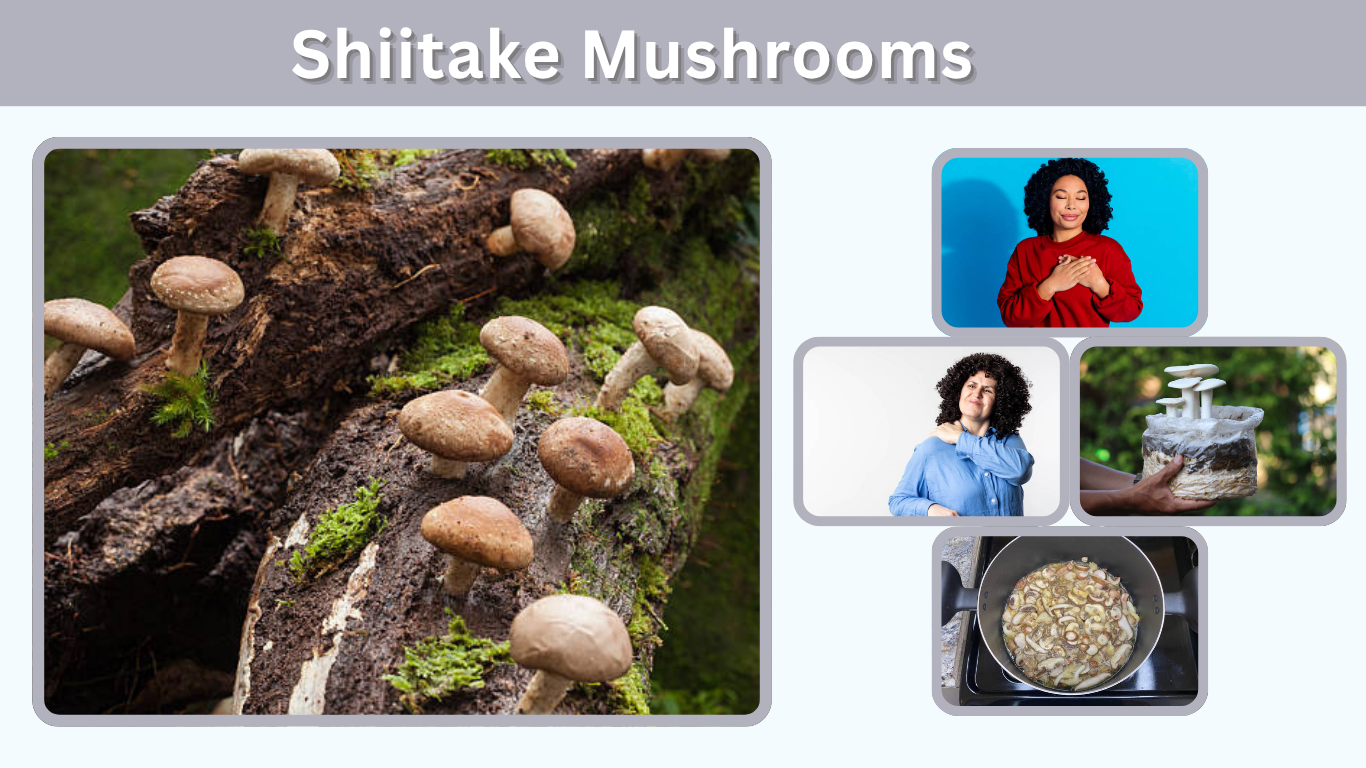 Shiitake Mushrooms: Benefits, Nutrition and Health